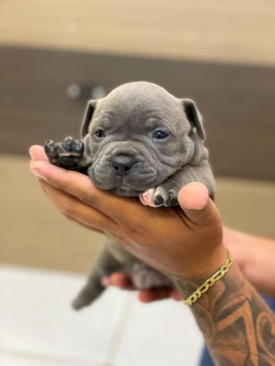 Ninhada American Bully - Foto 2