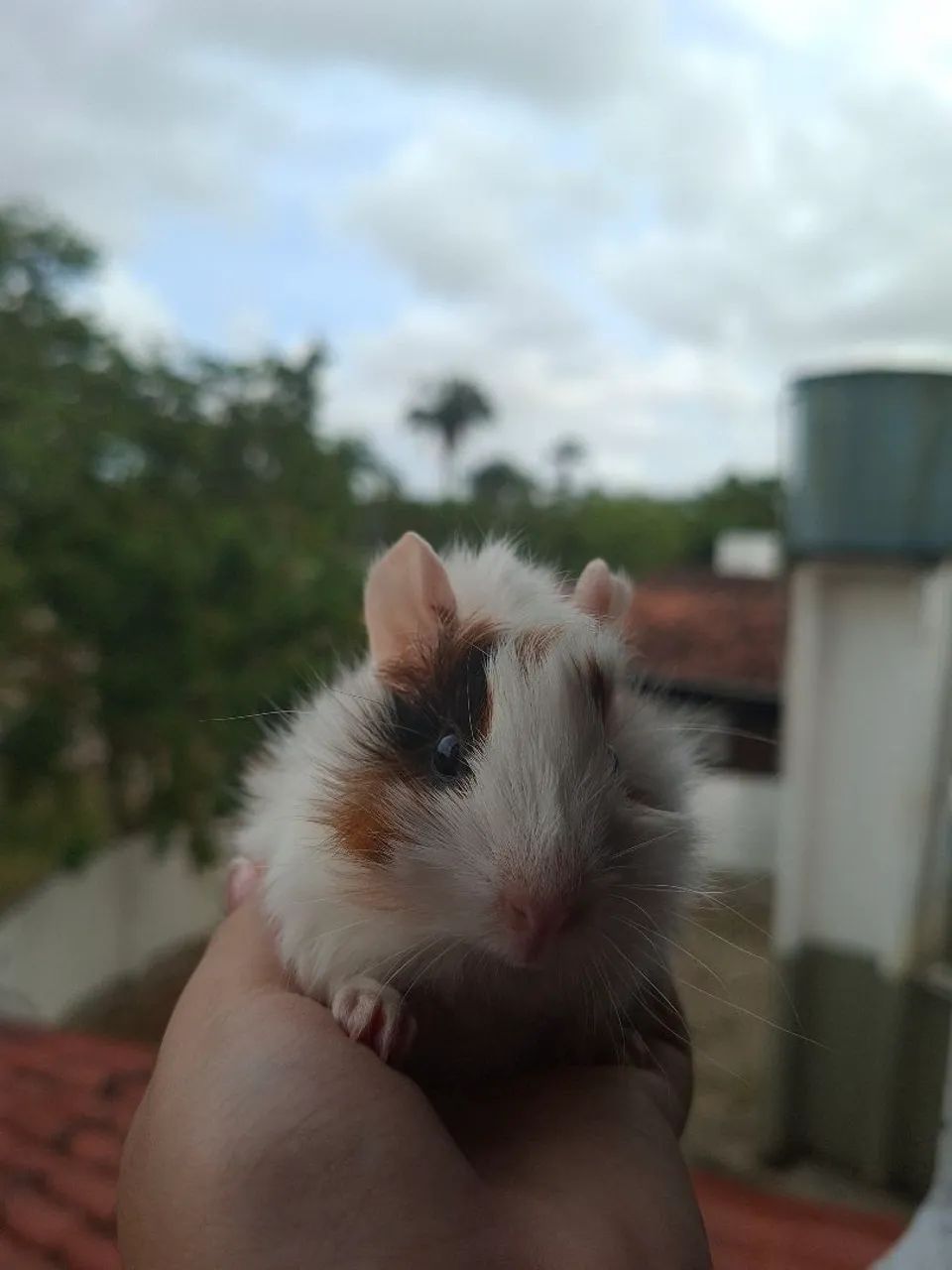 Porquinho da Índia  - Foto 6