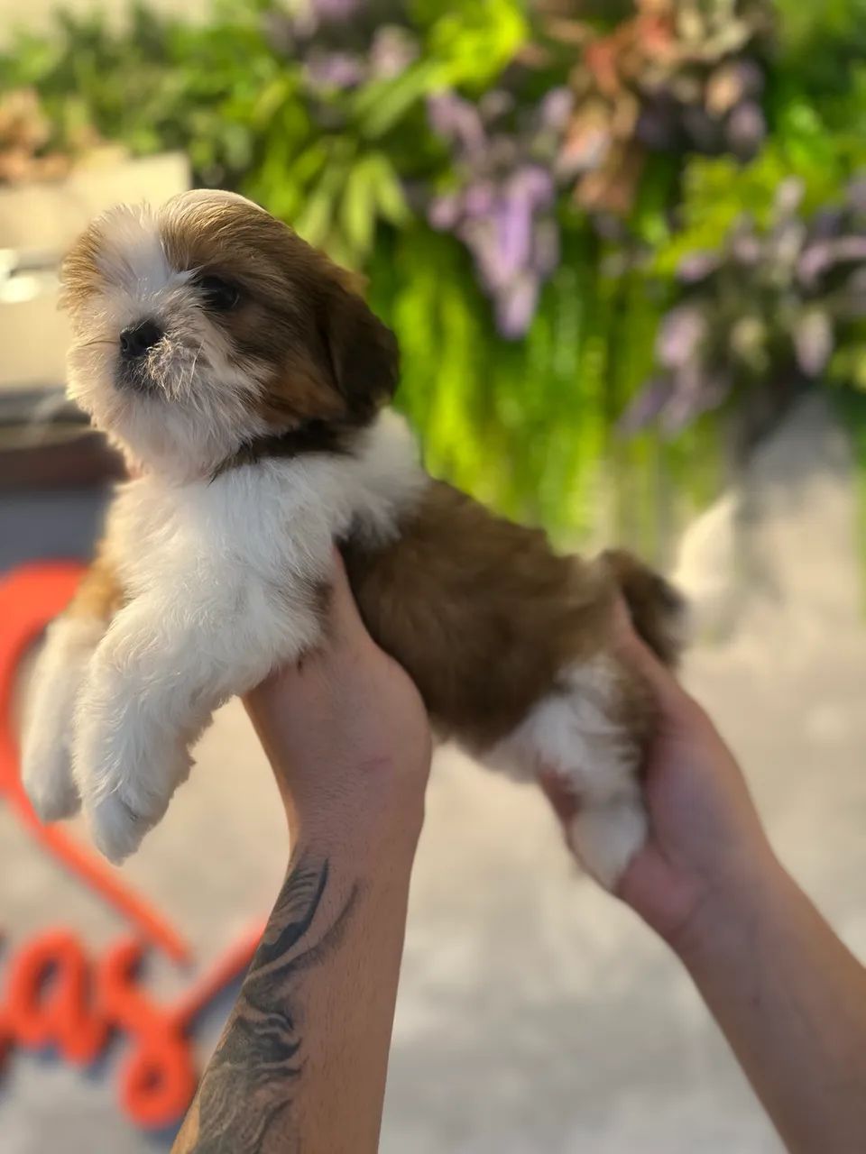 Perfeito e lindo Shitzu - Foto 3
