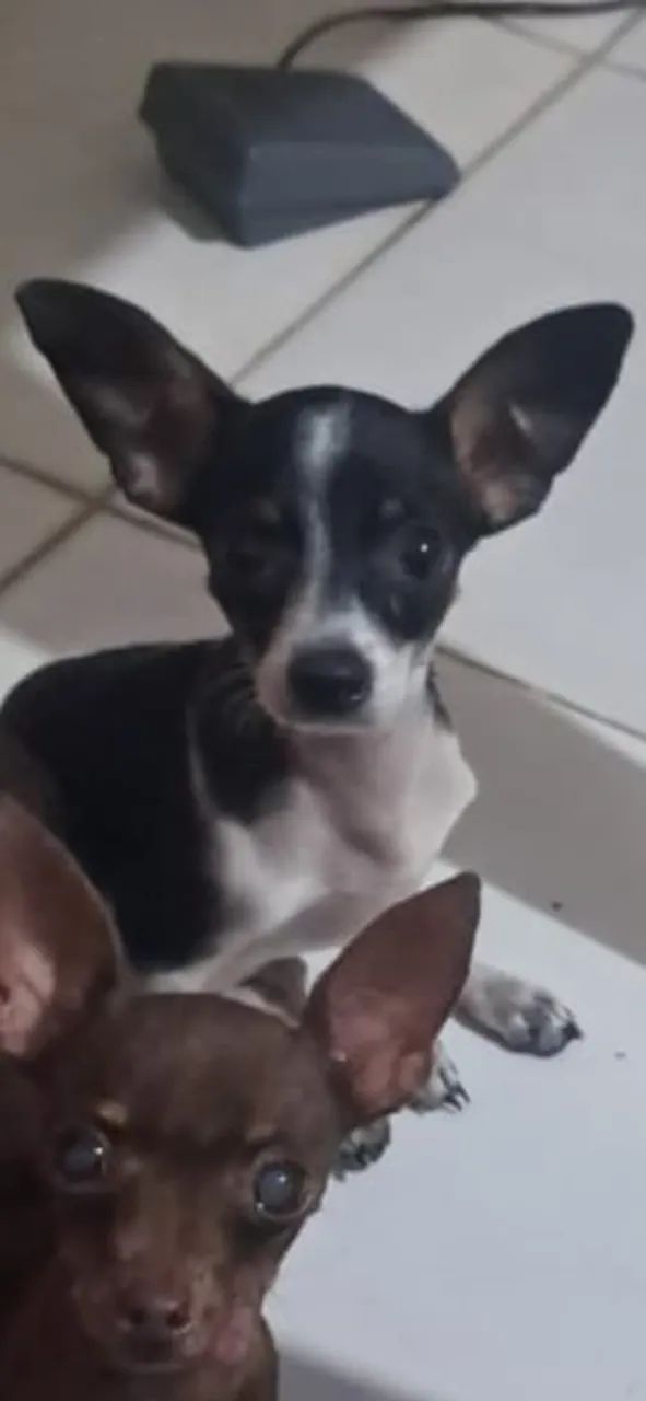 Pincher macho da zero com 1 