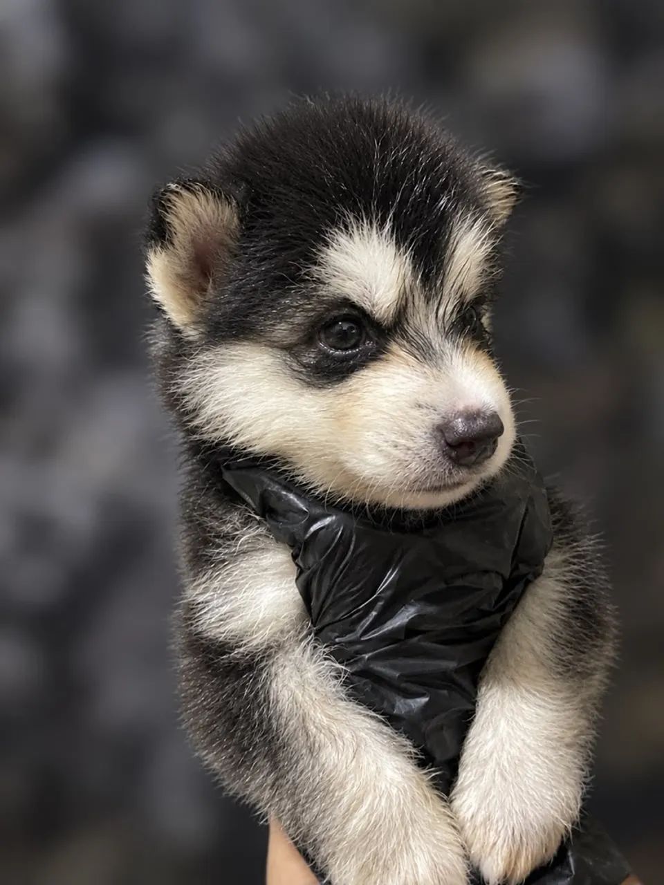 HUSKY SIBERIANO
