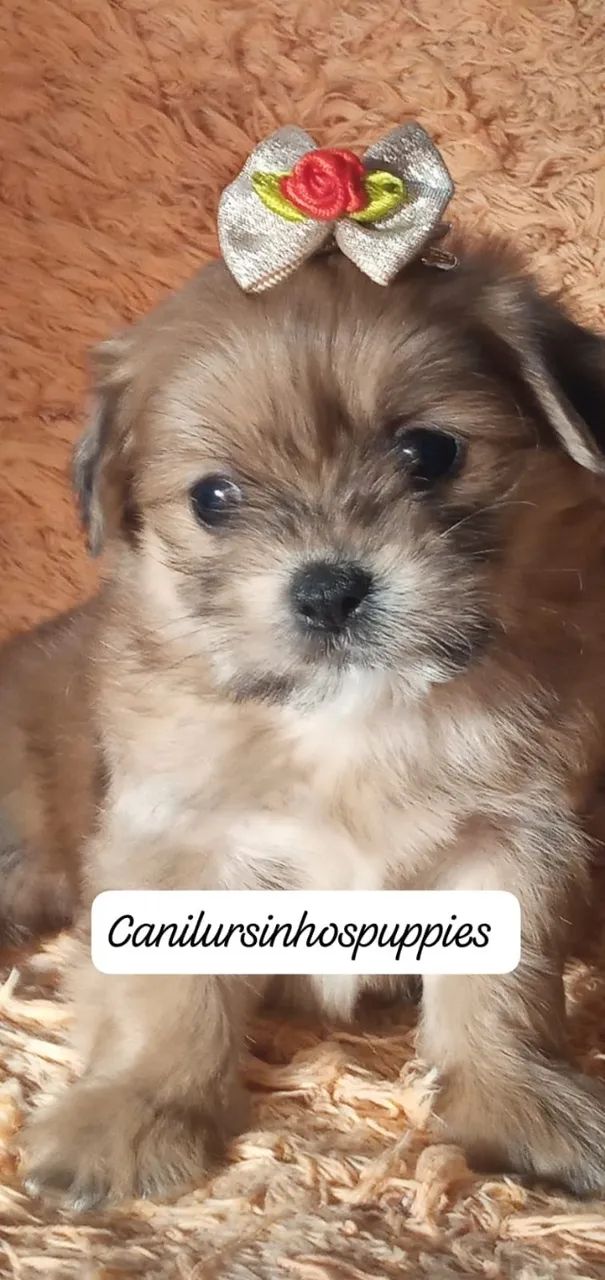 lhasa apso seu bebe esta aqui entrega já  - Foto 5