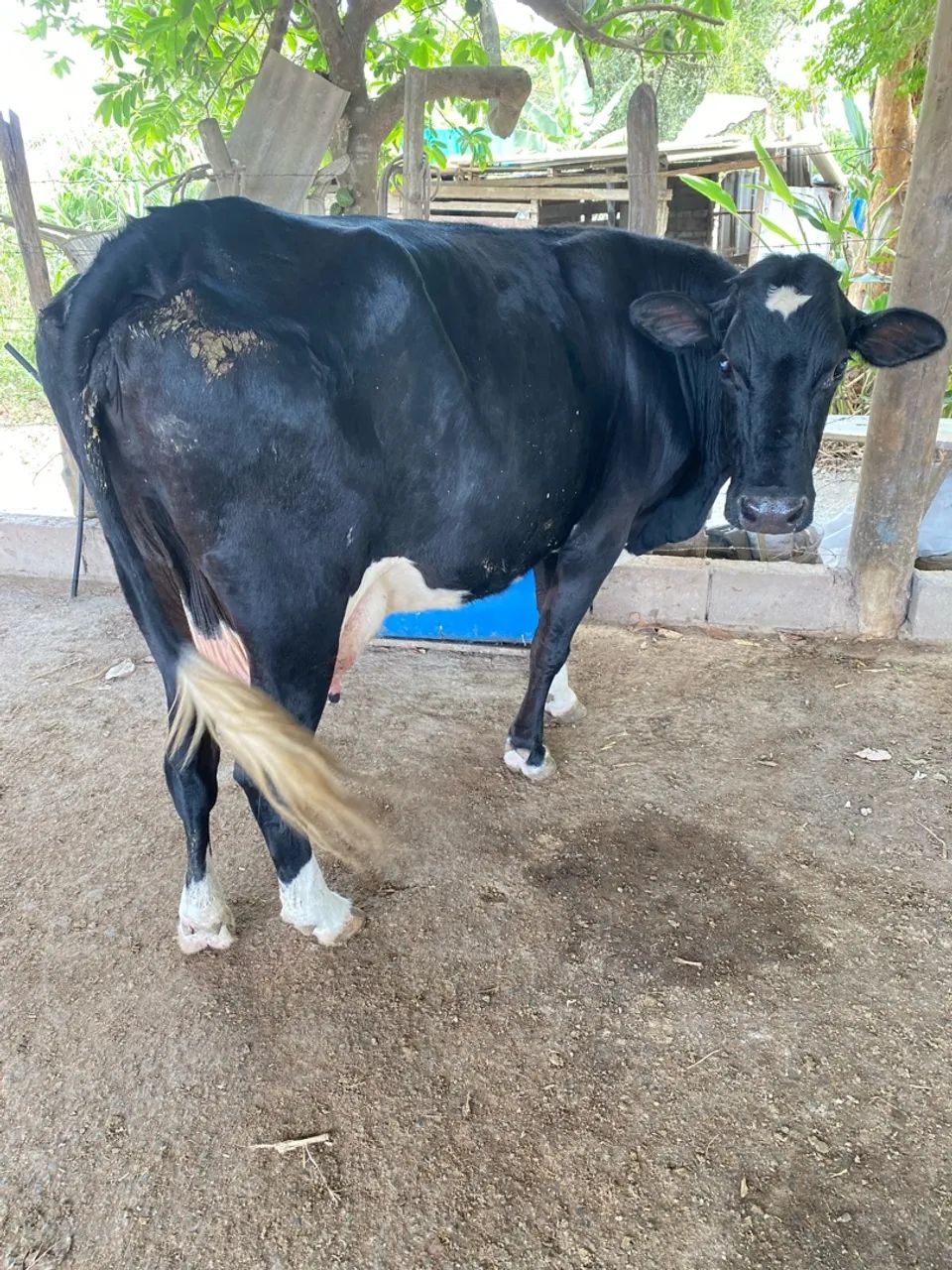 Vaca 