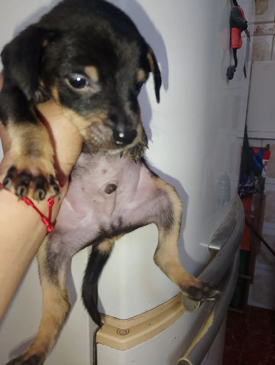 Pinscher macho  - Foto 2