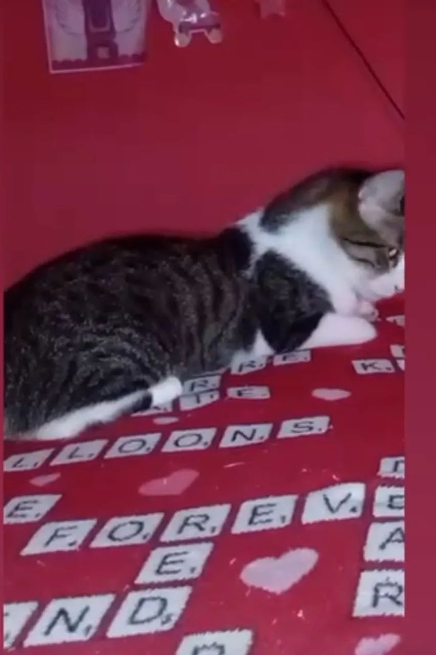 Estou doando esse gato macho com urgência  - Foto 3
