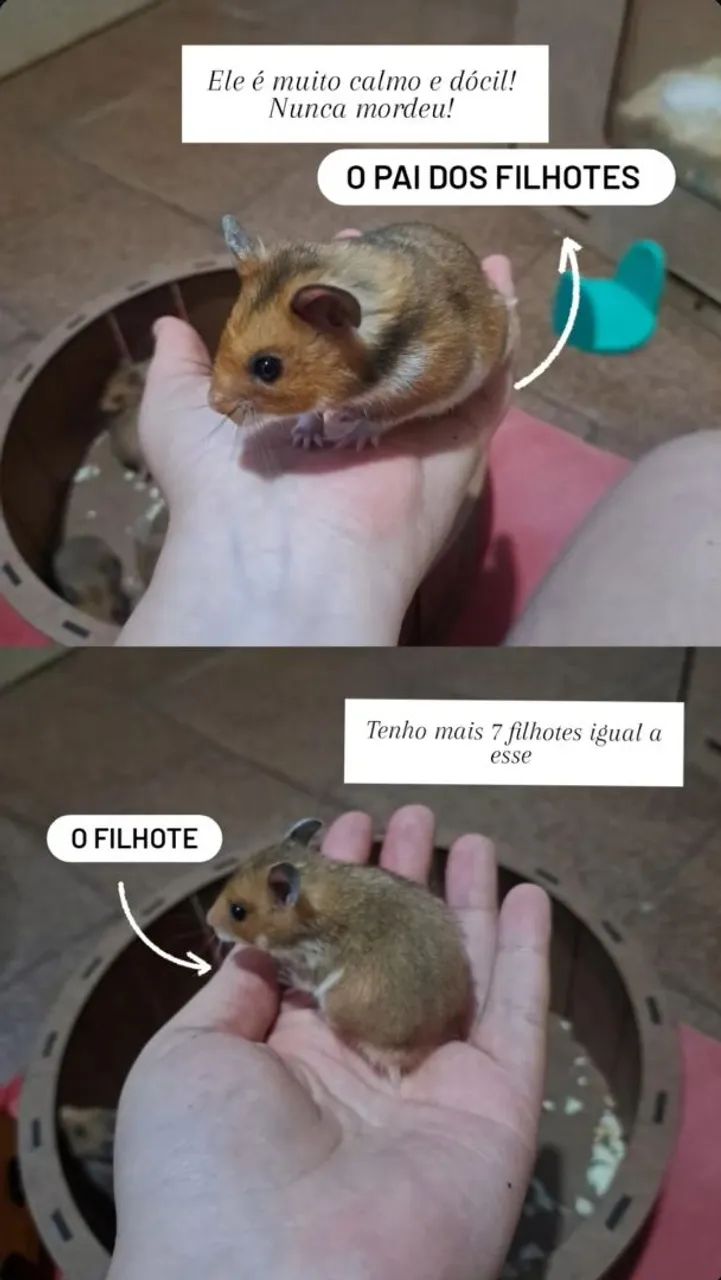 Filhotes de Hamster-sírio  - Foto 3