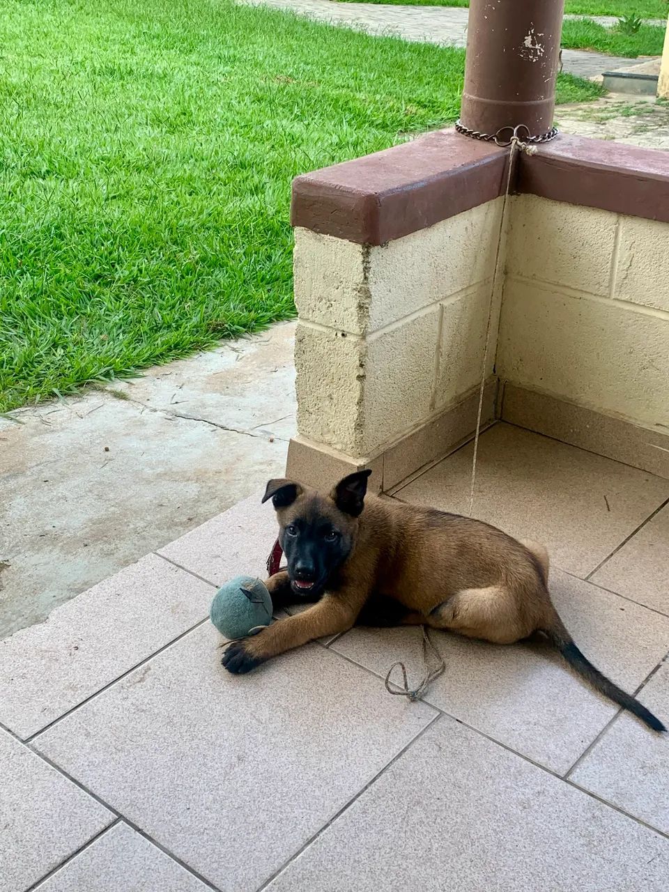 Cachorro Malinois  - Foto 5