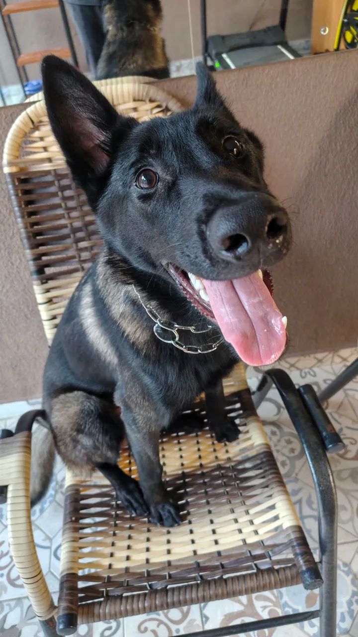 PASTOR BELGA DE MALINOIS  - Foto 2