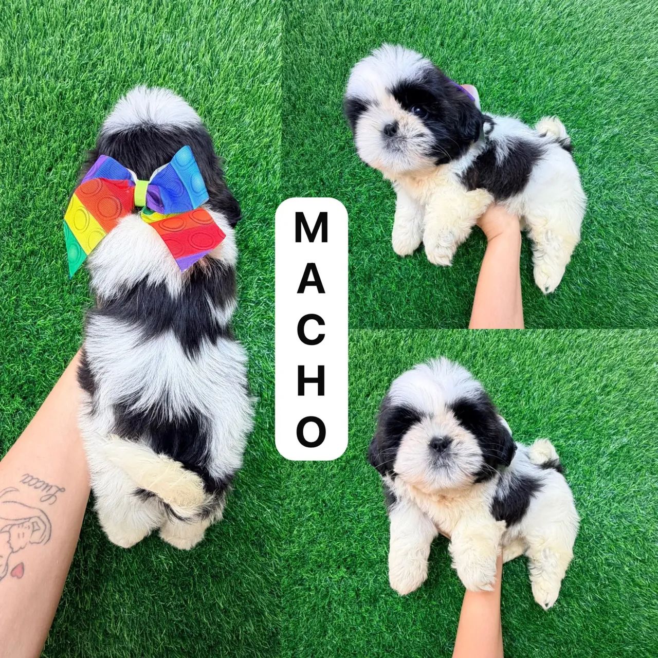 Shitzu macho  - Foto 2