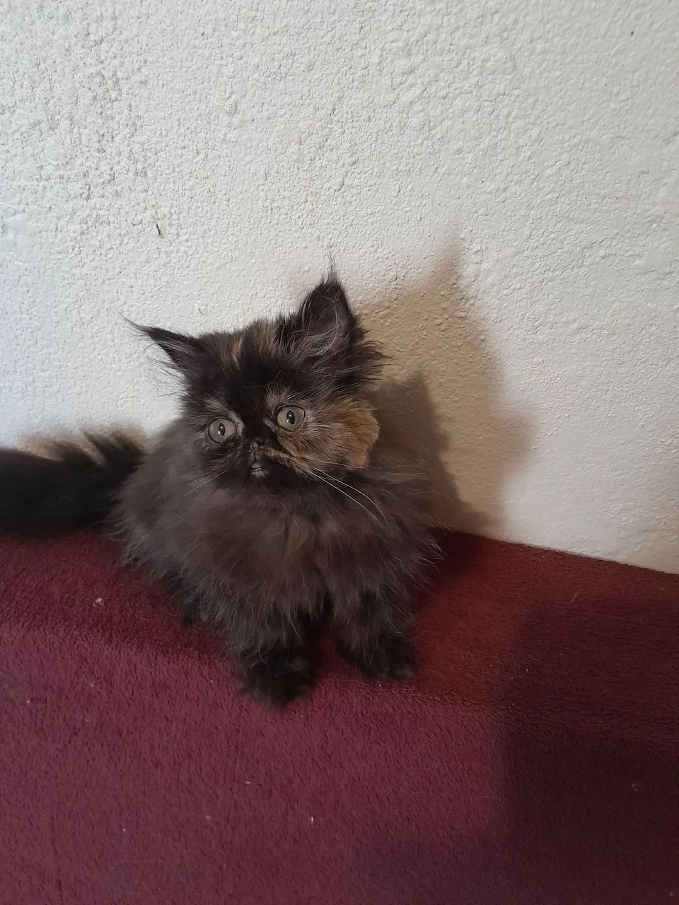 Gatinhas persas pelos longos  - Foto 6