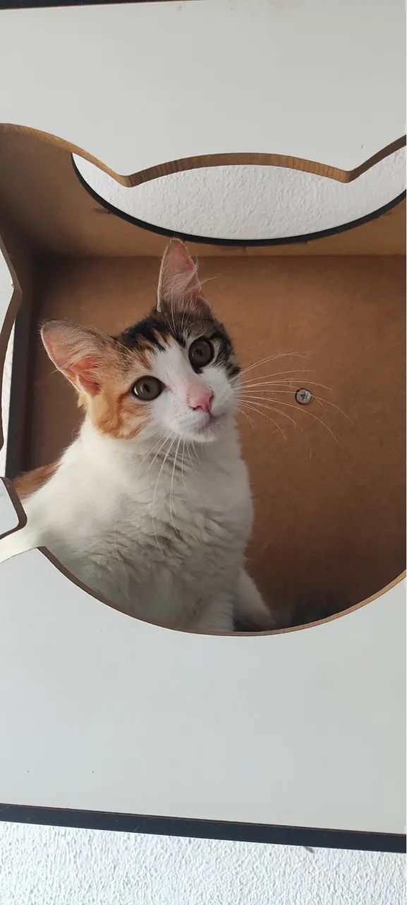 Gatinhos para adoção responsável  - Foto 5