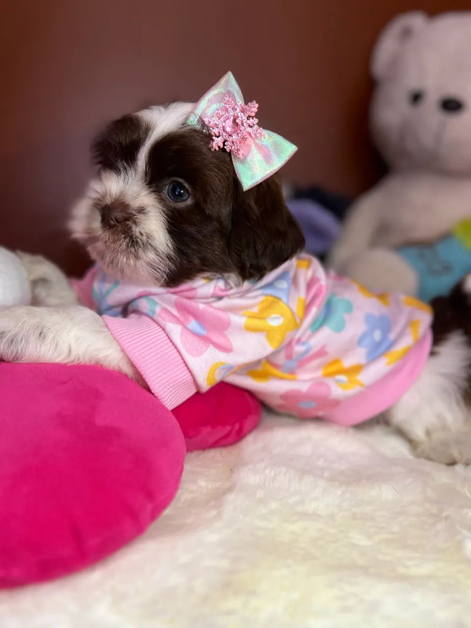 Filhotes shihtzu 