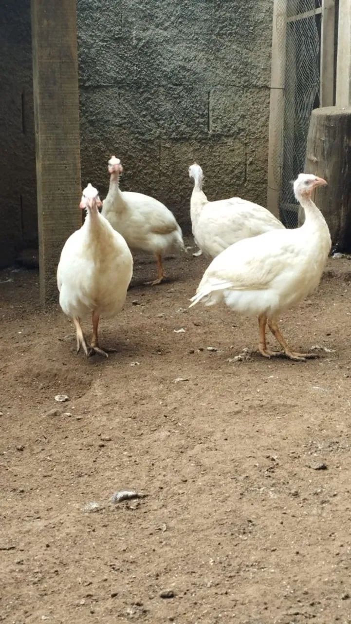 Angola Francesa Macho 