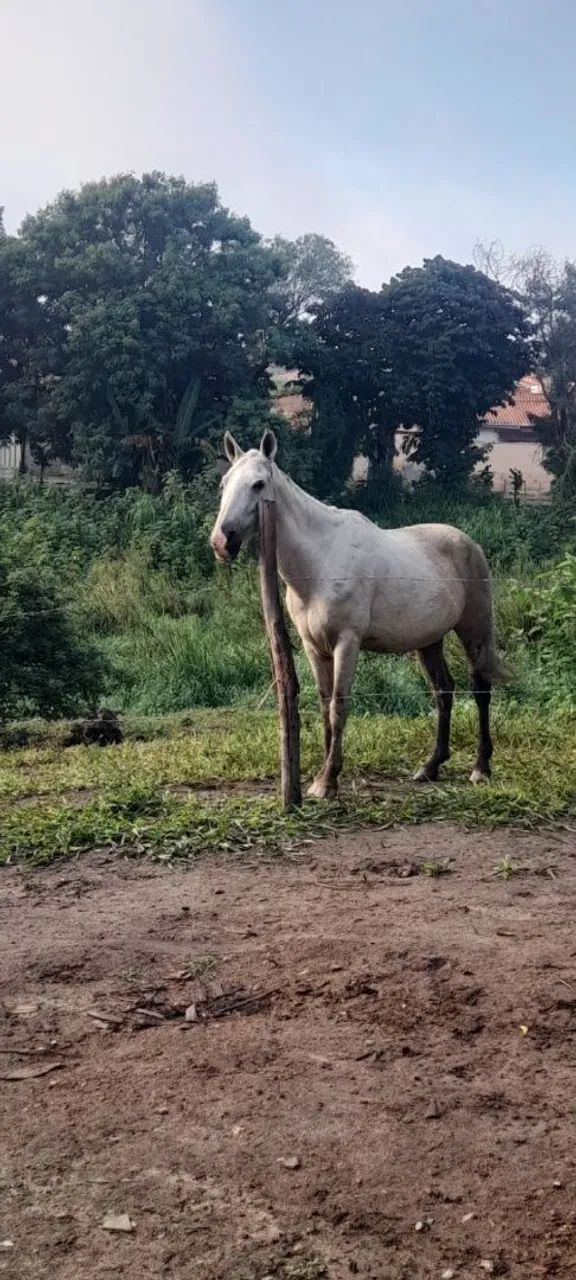 Vendo cavalo baio por 2.200