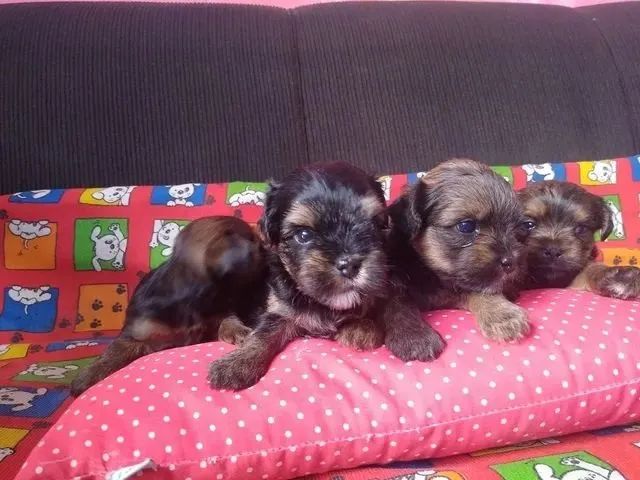 Yorkpoo