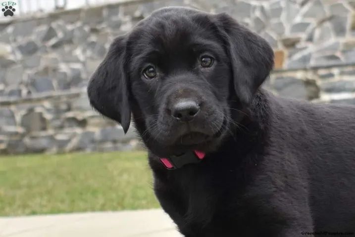 Labrador - Disponível com Entrega Rápida