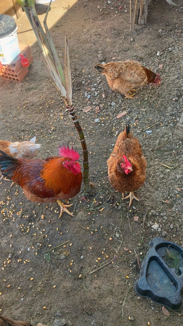 Galinhas e galo  - Foto 2
