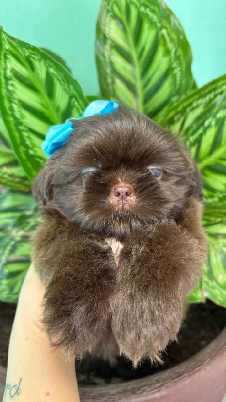 Shih tzu - Foto 3