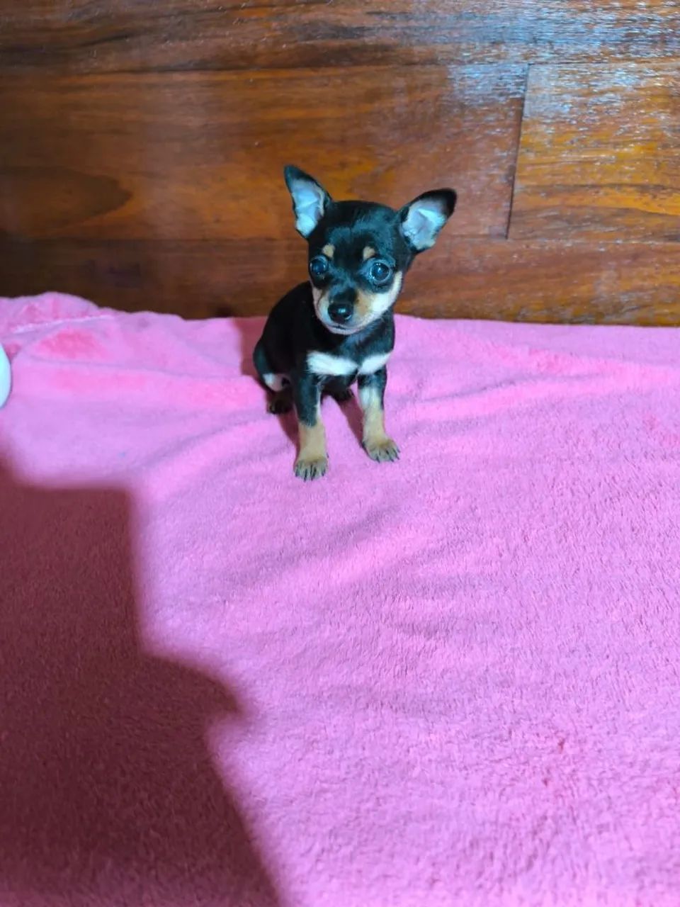 Pinscher zero 
