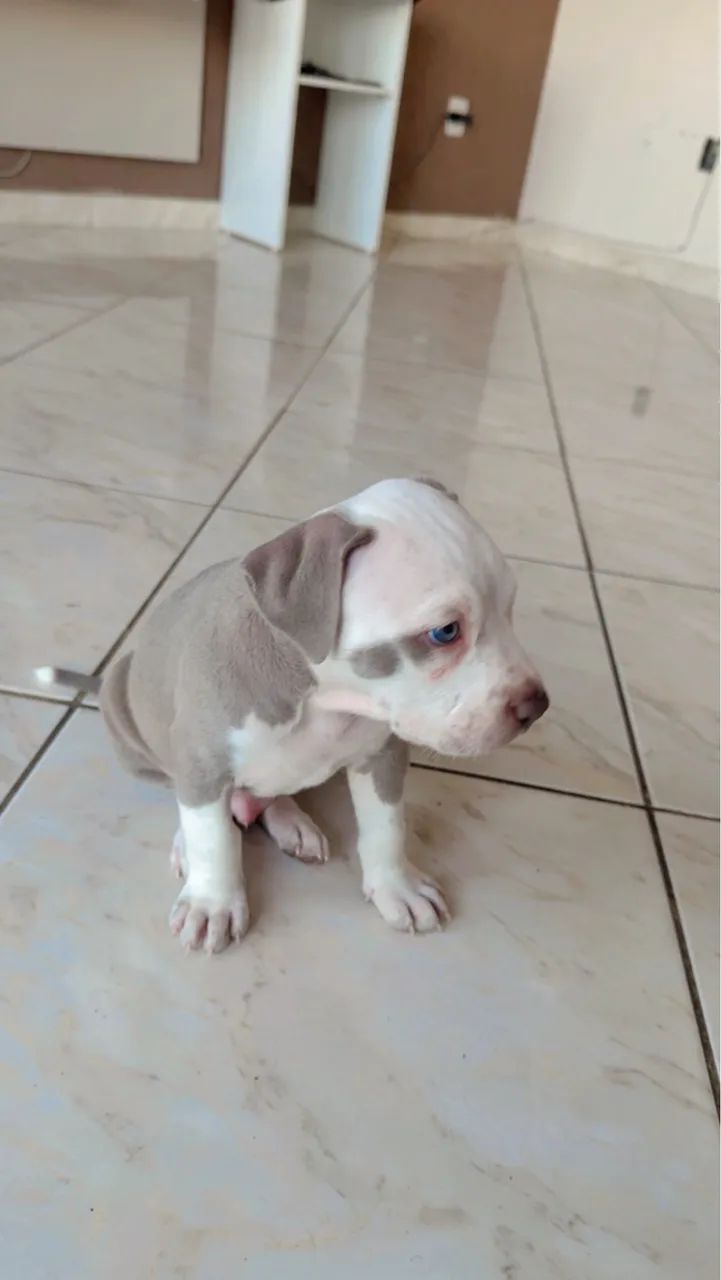 PITMONSTER MACHO 
