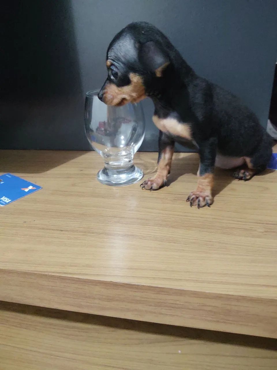 Pinscher  - Foto 3