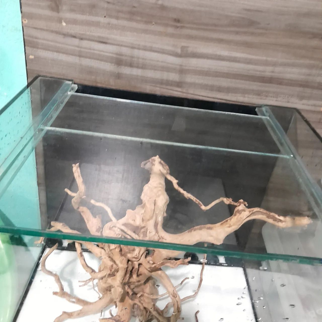 Aquário plantado  - Foto 2