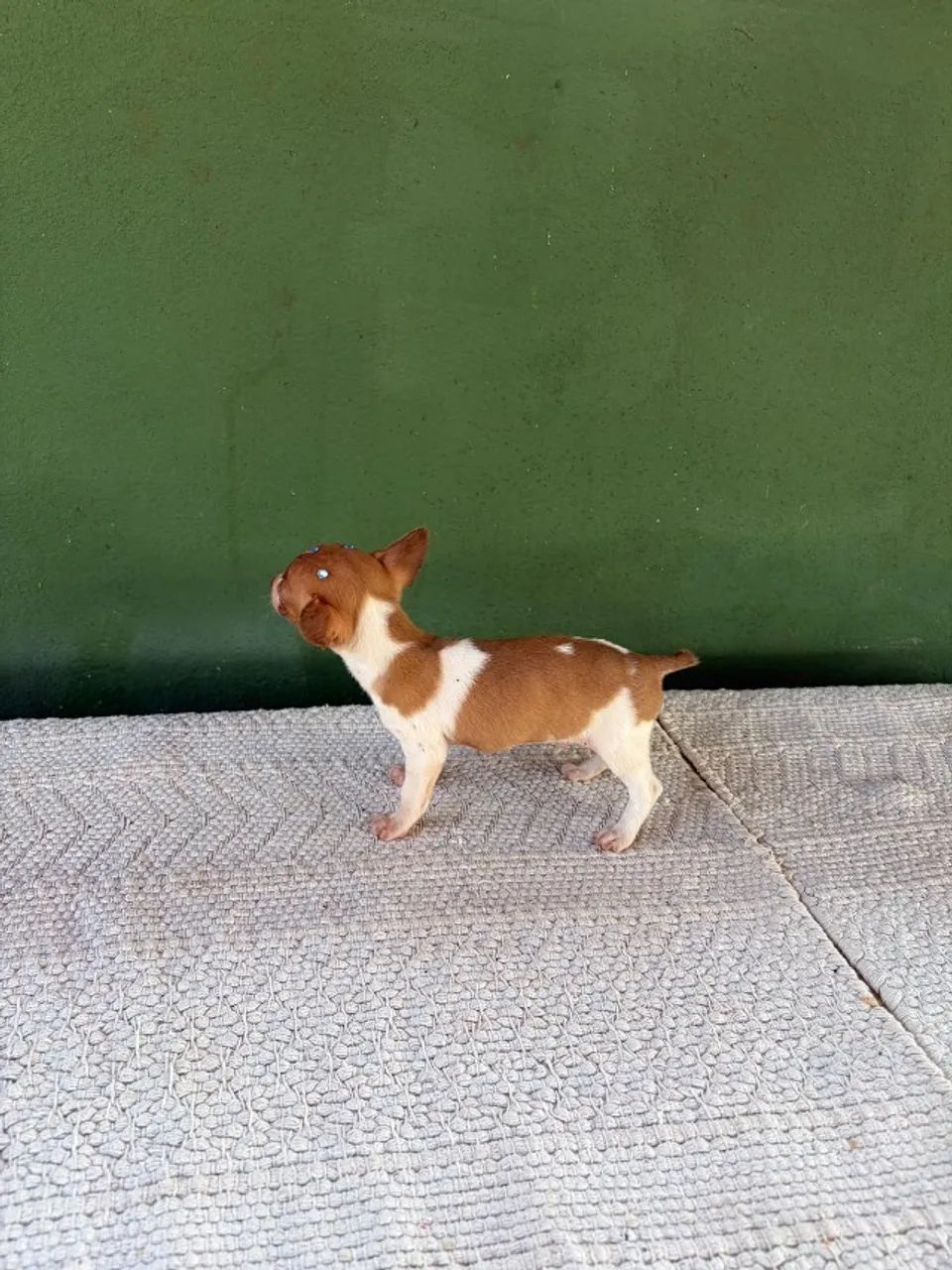 Filhote Pinscher Macho - Foto 2