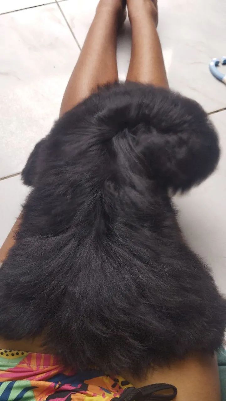 Shitzu macho 6 mês  - Foto 3