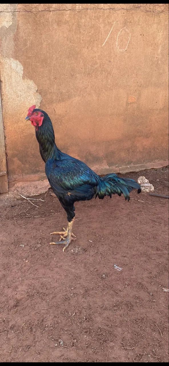Frangos 