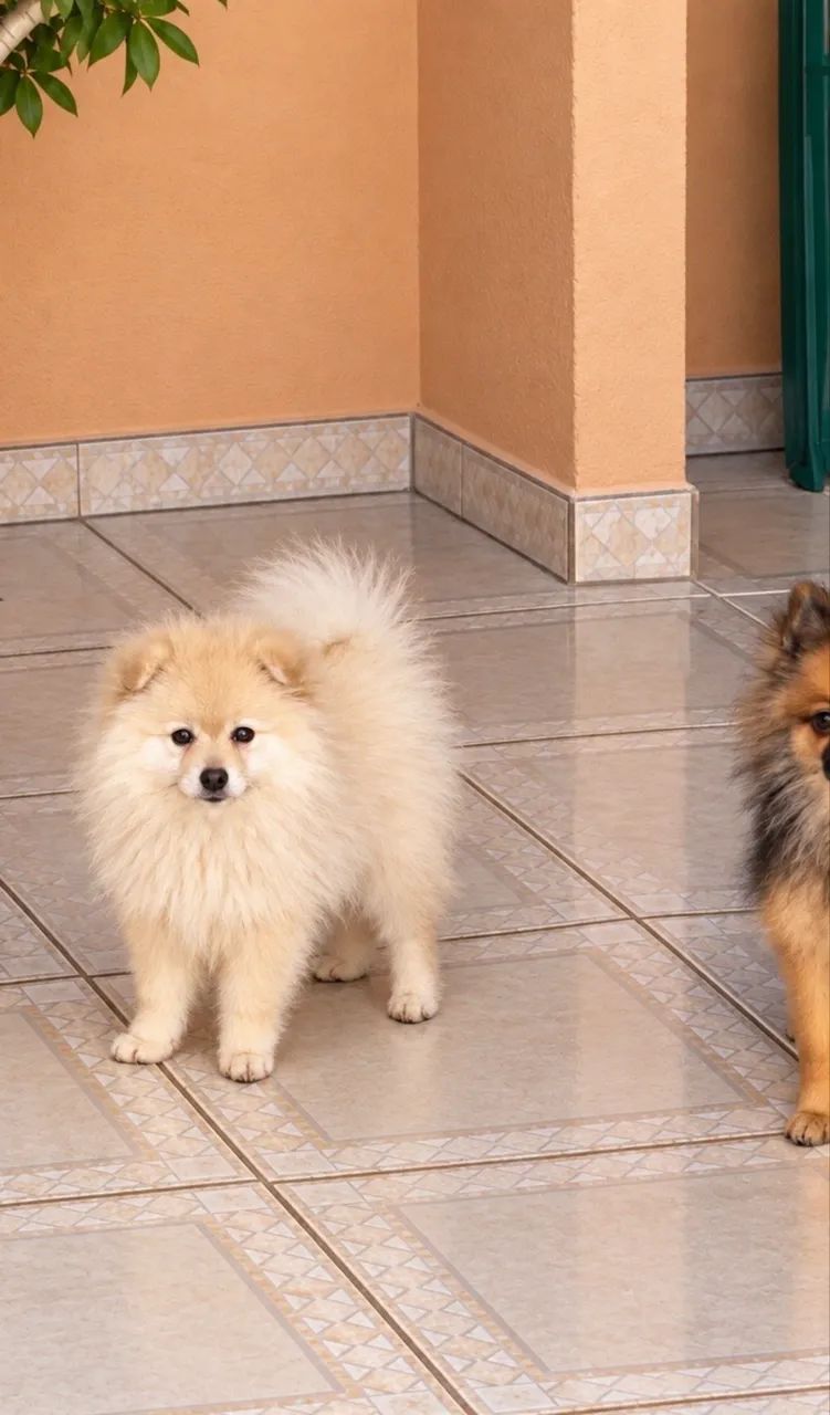 Filhote de Spitz Alemão macho - Foto 2