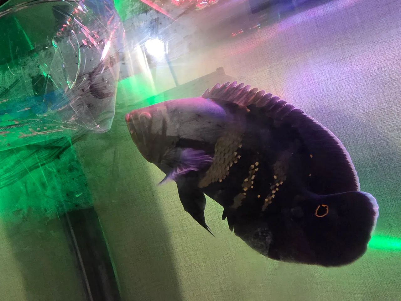 2 oscar  - Foto 3