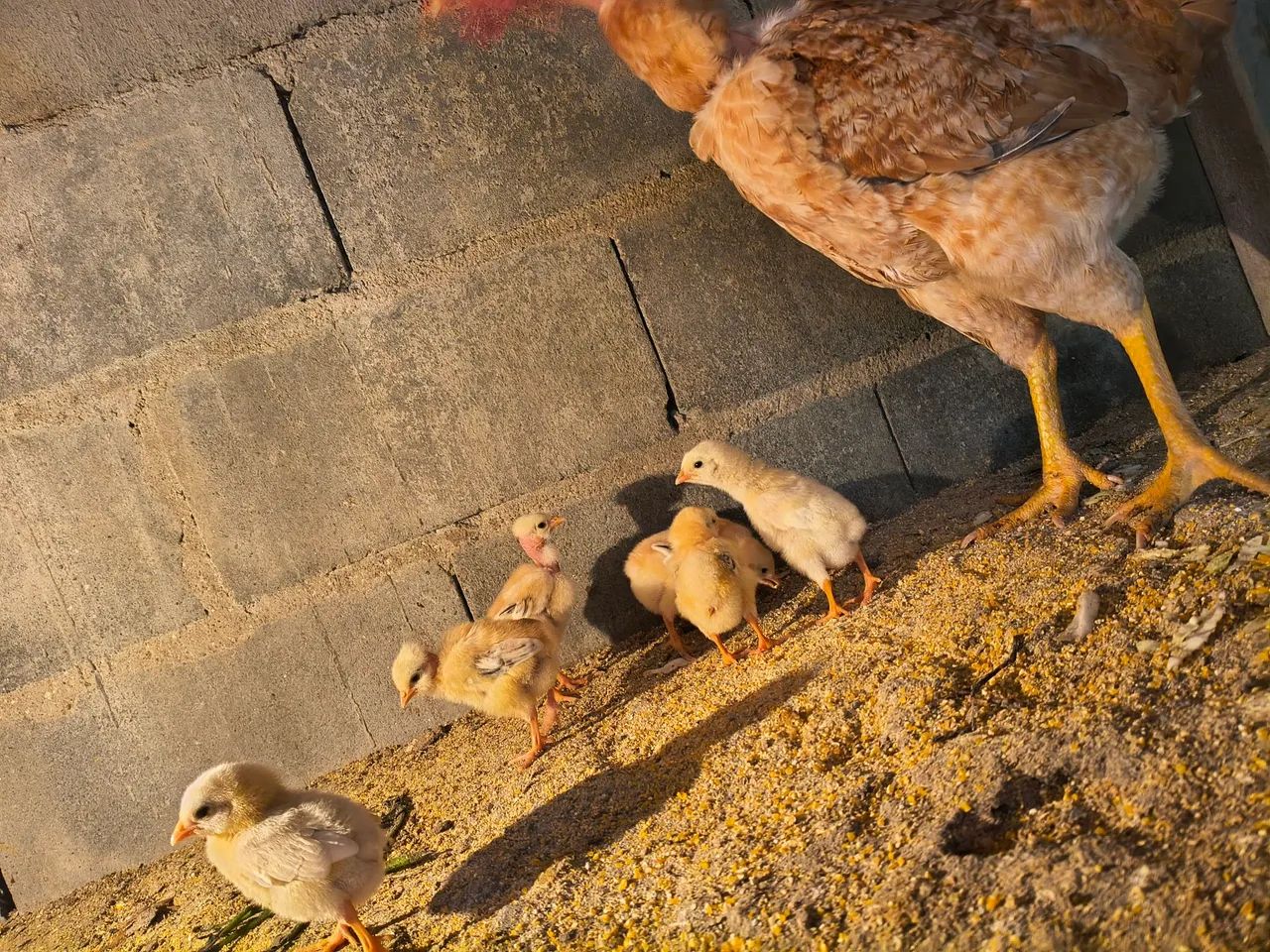 Galinha  - Foto 4