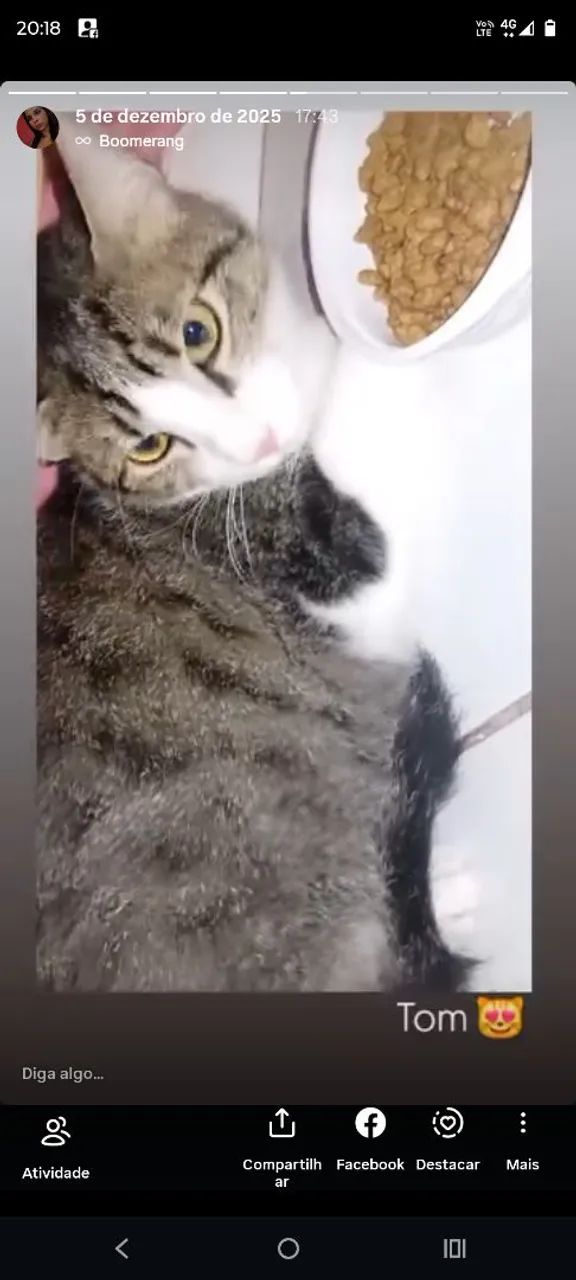 Estou doando esse gato macho com urgência  - Foto 2