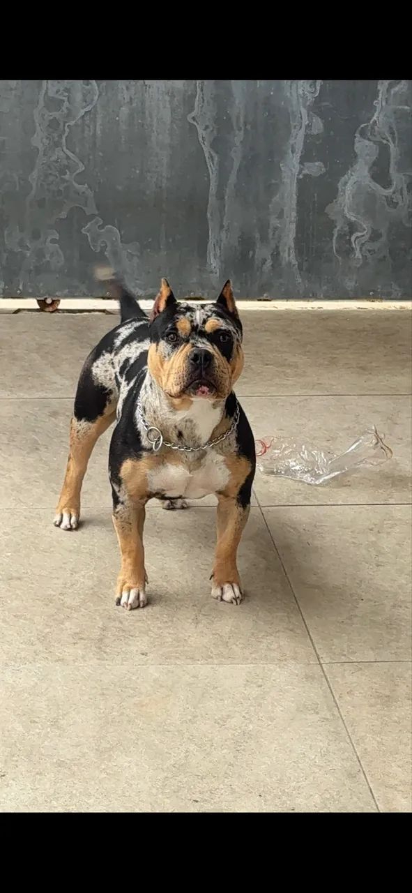 American Bully  - Foto 2