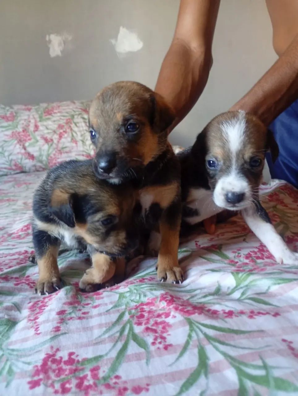  Filhotes pra doação, 5 fêmea e 2 machos