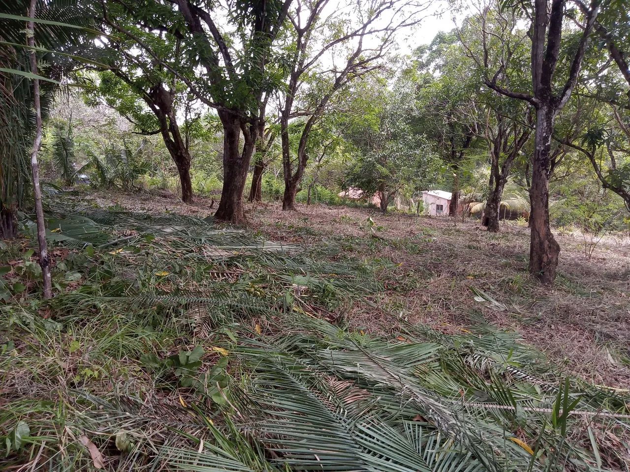 Vendo terreno Cajueiro Vila Maranhão na avenida principal  - Foto 3