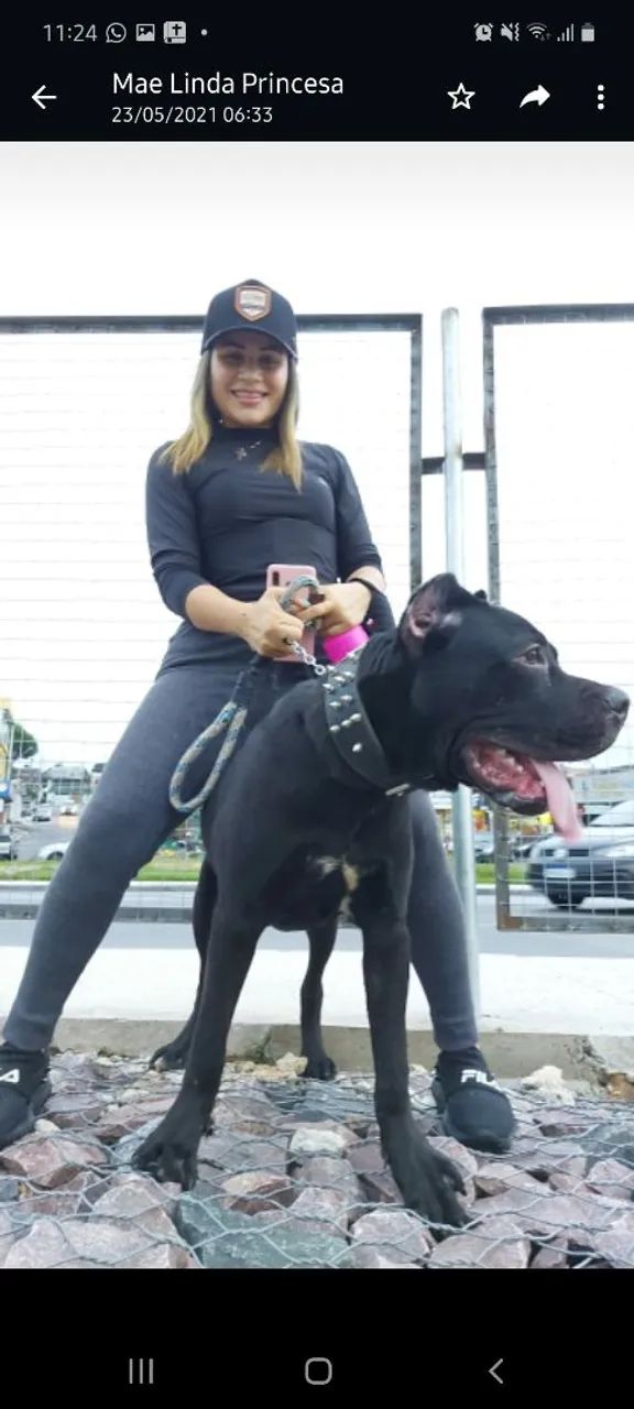 cão de guarda e proteção - Foto 3