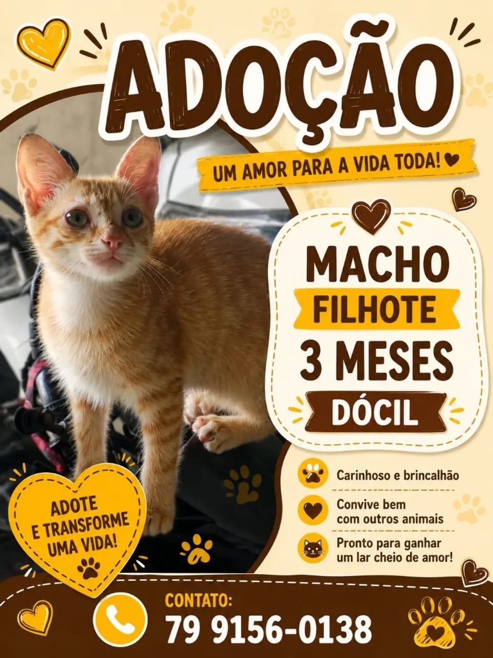 Gatinhos para adoção responsável  - Foto 5