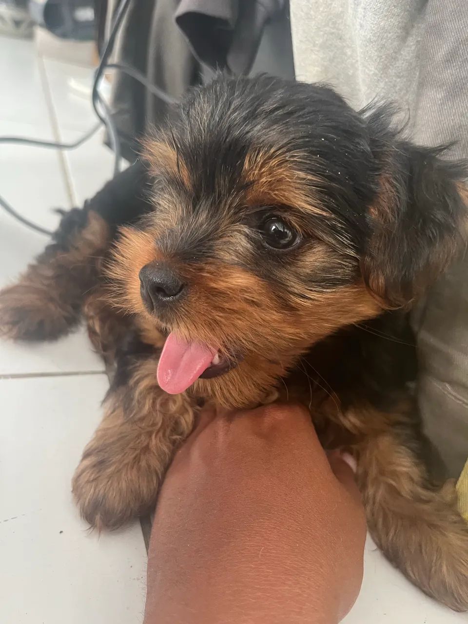 Filhote de yorkshire  - Foto 3