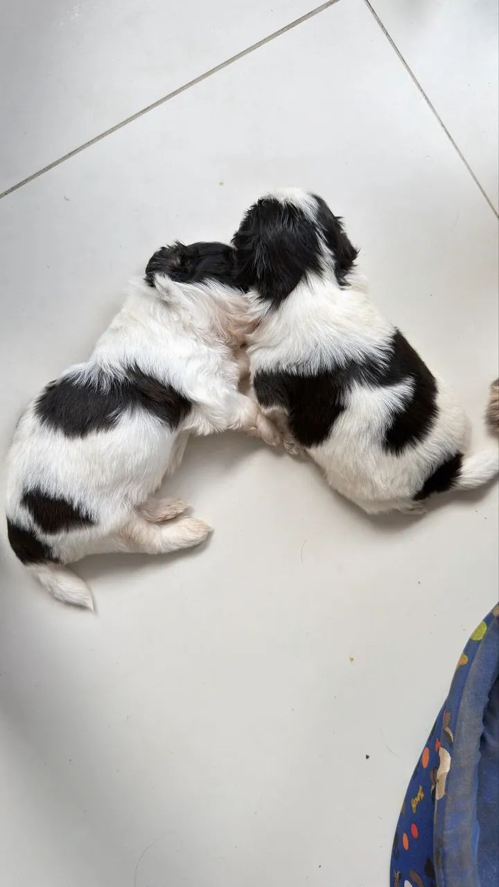 Cachorro shih tzu - Foto 3
