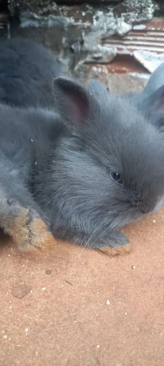 Coelhos 