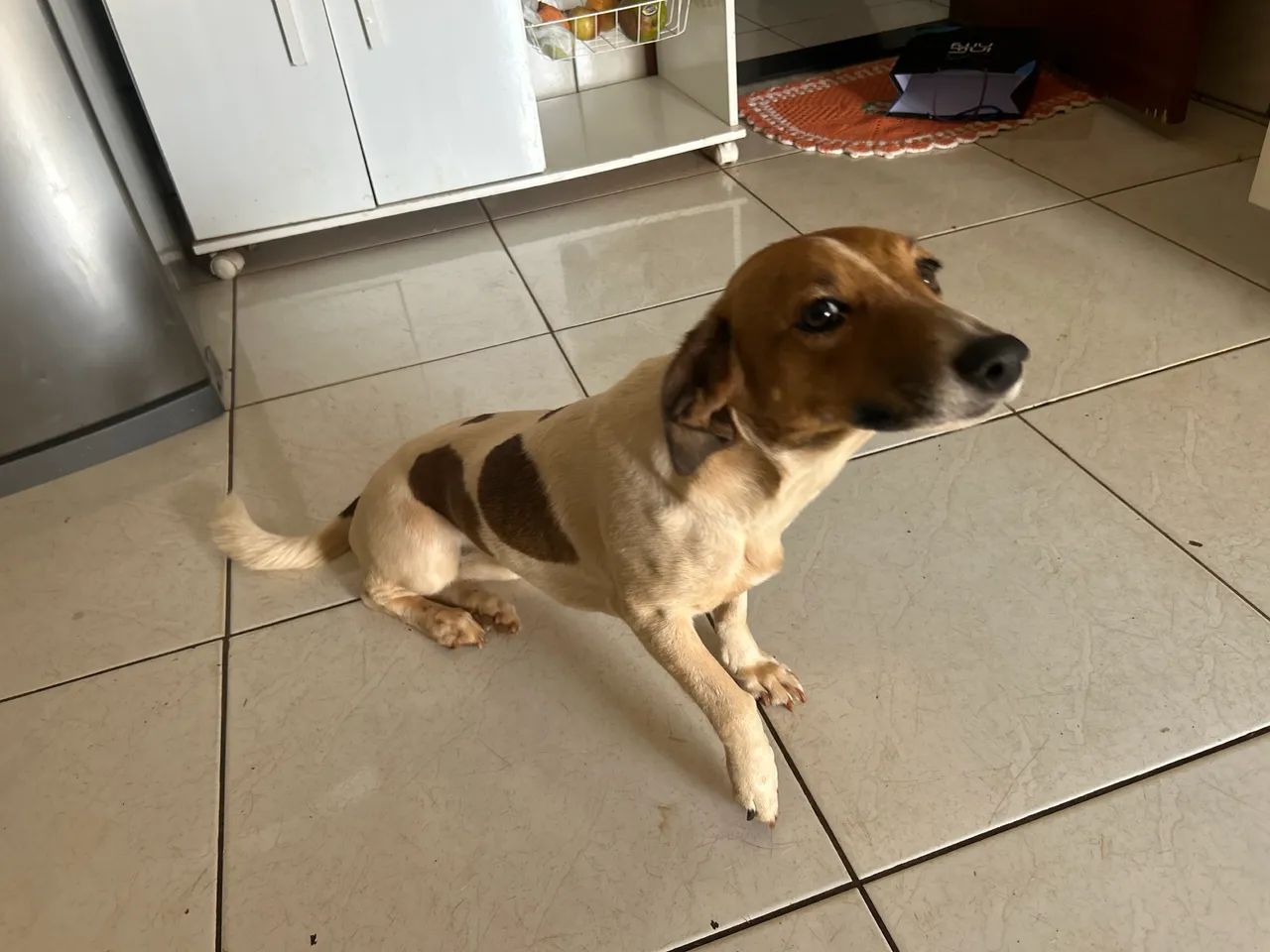 Doação cachorra