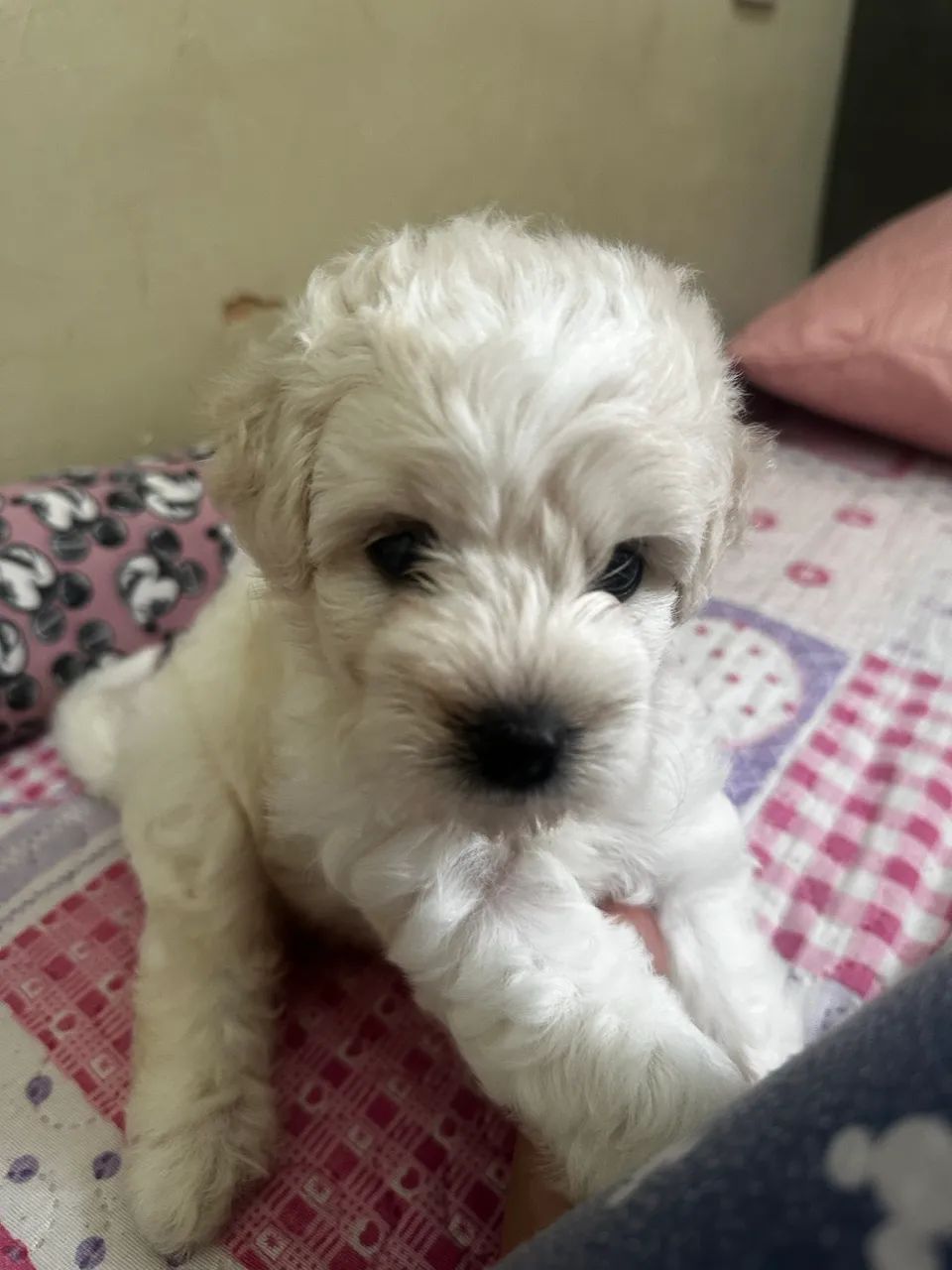 Vendo filhote de poodle  - Foto 3