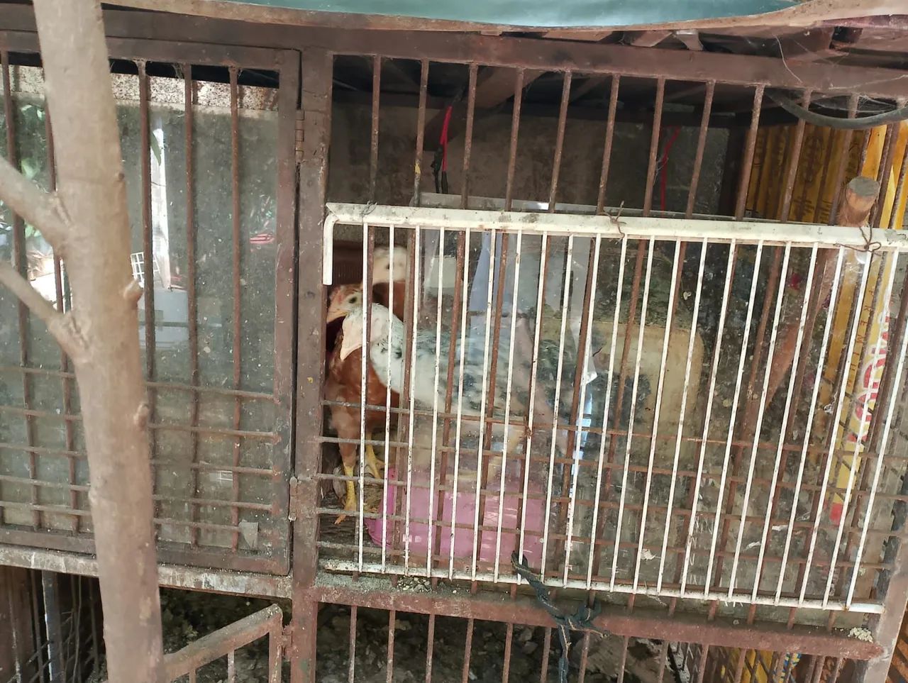 Galinha caipira de raça galo - Foto 5