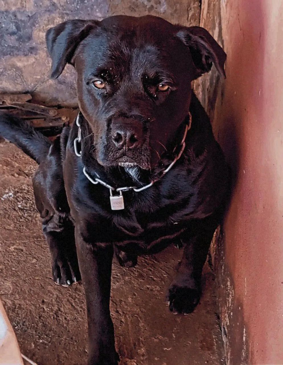 ULTIMOS 2 / Pai Pitbull com labrador/ mãe labradora  - Foto 5
