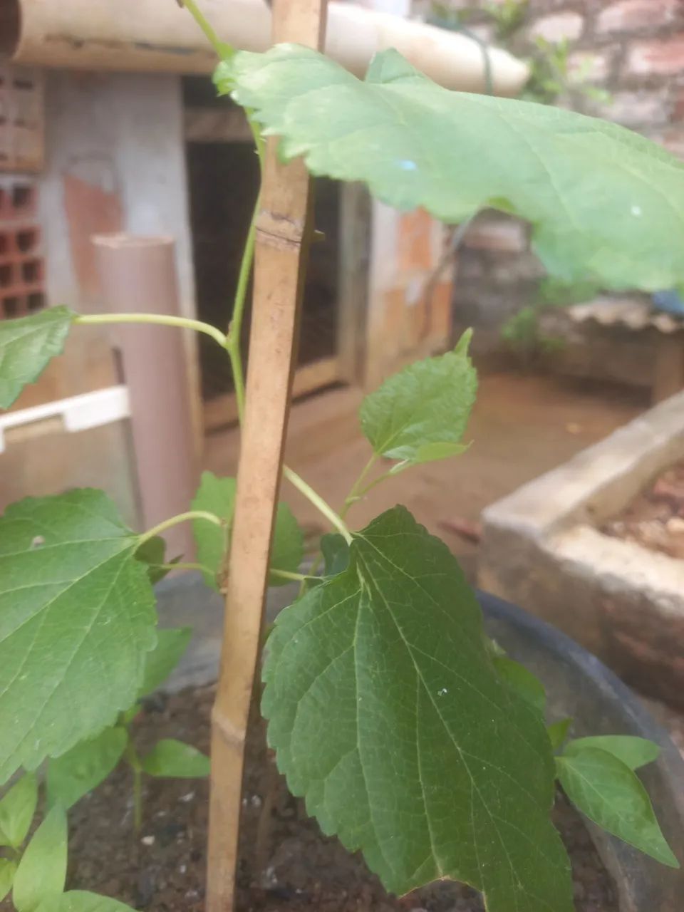 Muda de amora big - Foto 2