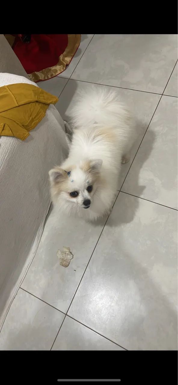 Vendo Lulu fêmea adulta 