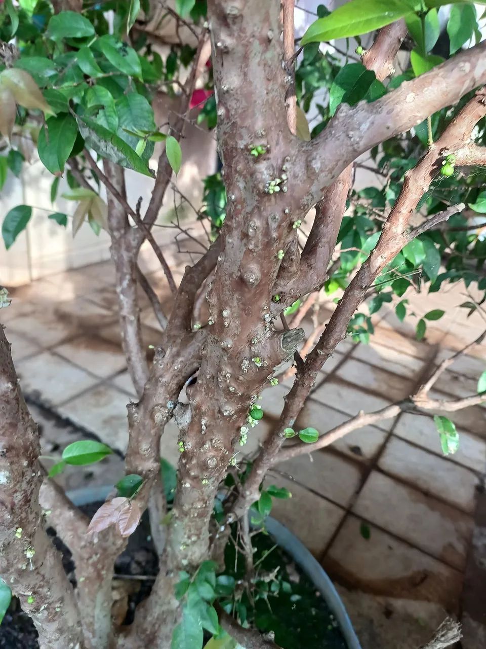 Pé de jaboticaba produzindo  - Foto 2