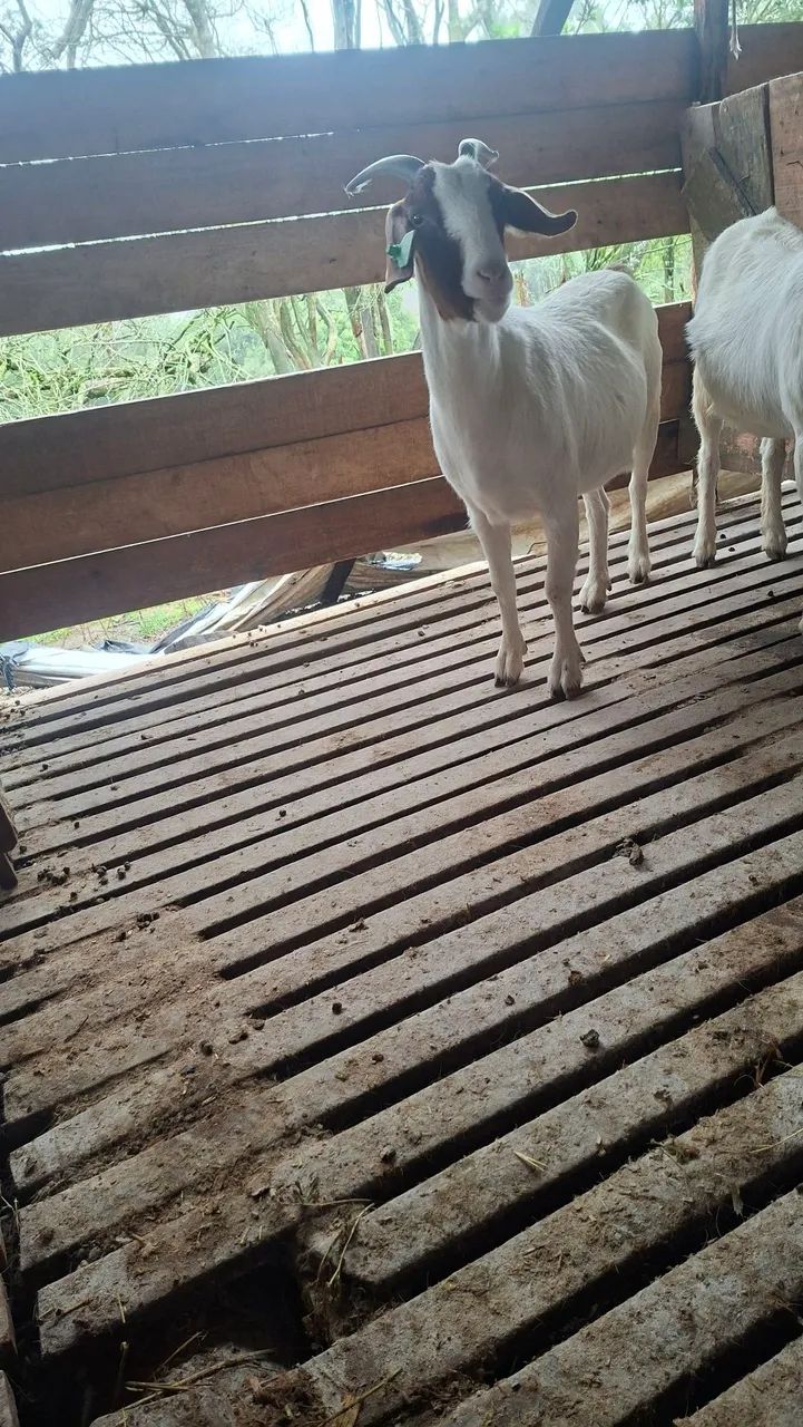 Cabras prenhas  - Foto 3