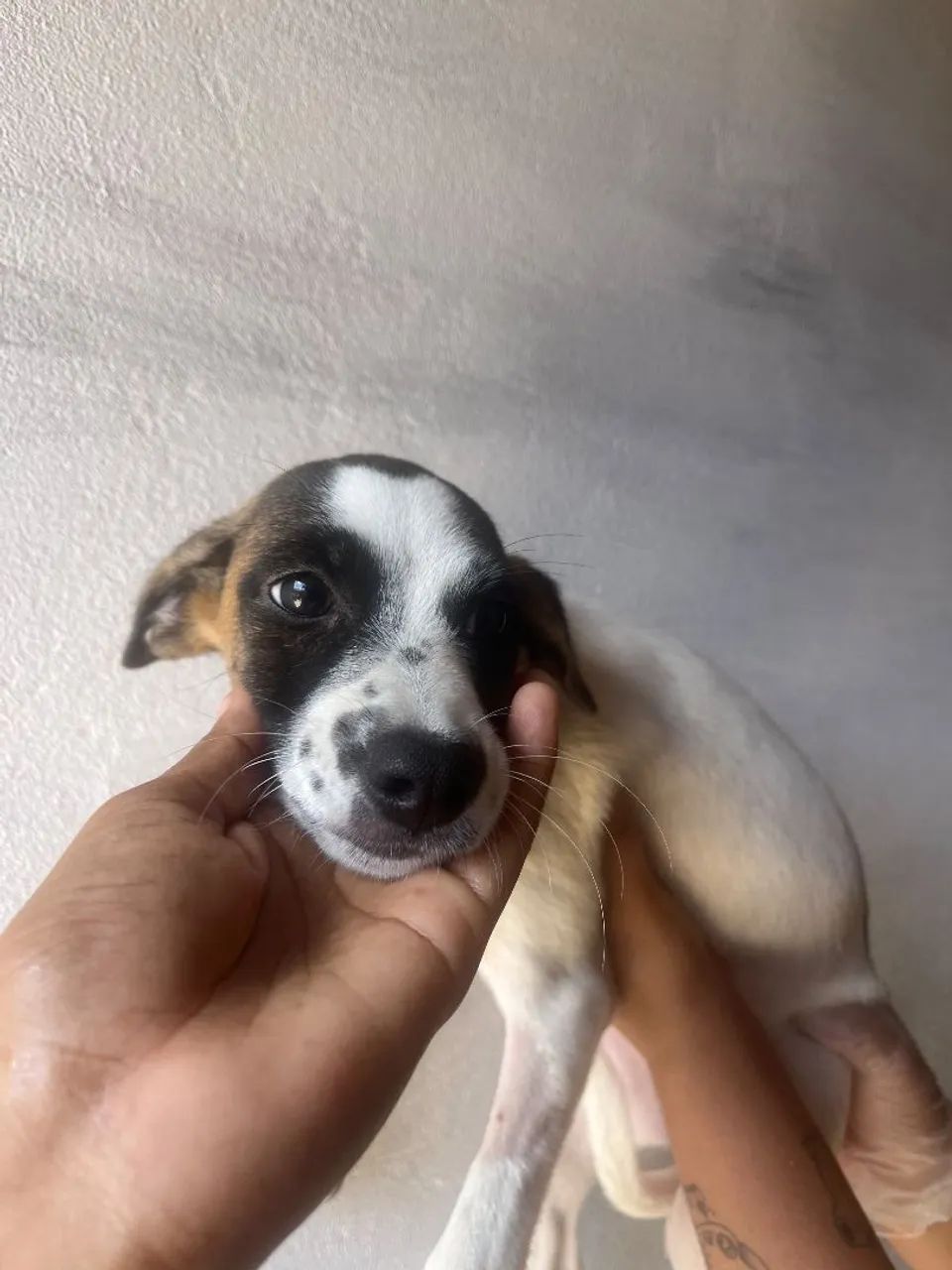 Cachorrinha - Foto 2